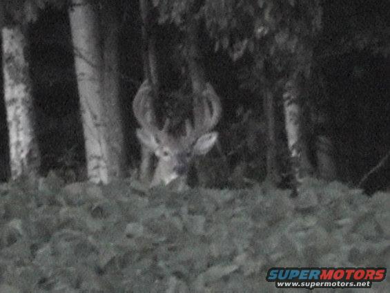 deer with large antlers peeking out from behind trees in a wooded area