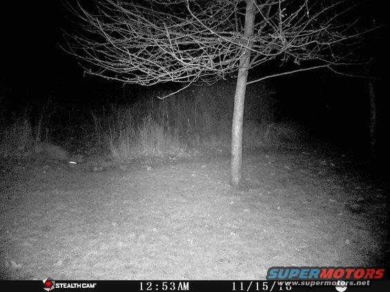 Bare tree in a field at night, with a Stealth Cam logo and date/time stamp