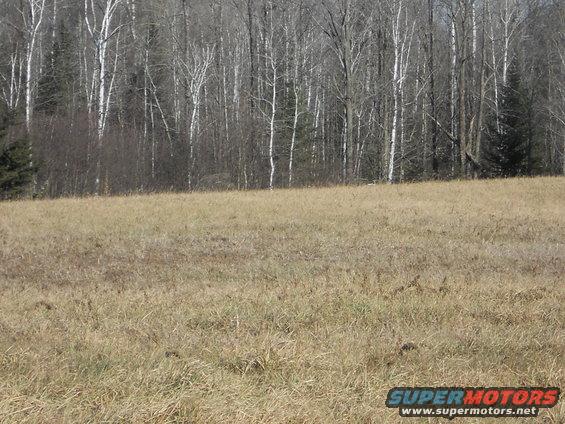 Dry grass field with birch trees in background and SuperMotors logo
