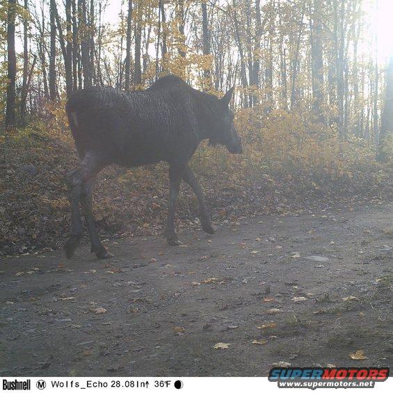 moose1.jpg 