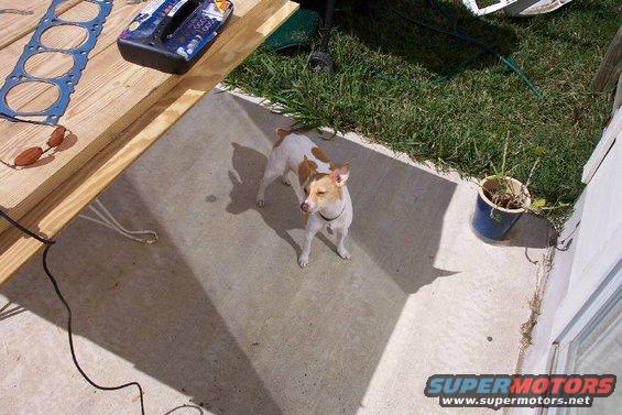 dcp_4241.jpg Our rat terrier, Hank.  She's a girl.  I named her.