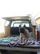 1981 Ford Bronco