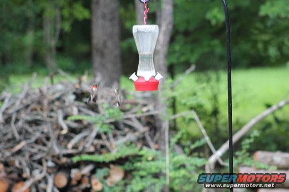 20170708_1044.jpg Male & female hummingbirds