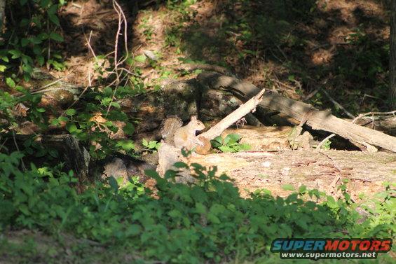 20170712_0744.jpg A tree rat posing with a mushroom