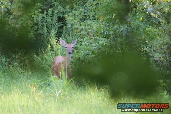 20170722_1836.jpg A red doe watching the lawn mower