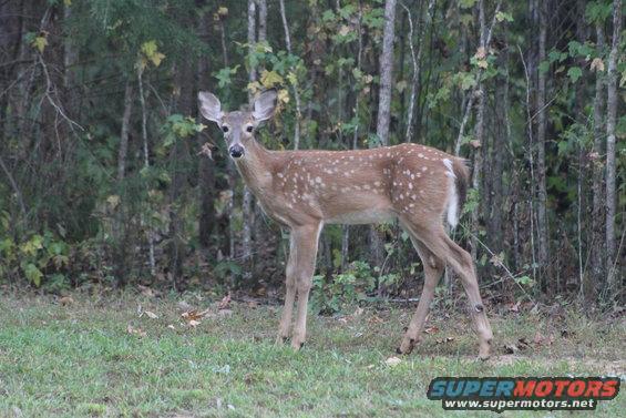 20171001_0618.jpg Bambi will be venison in a few years.