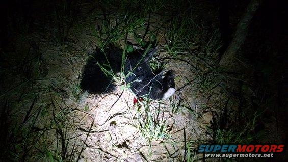 skunk_20170502_2131.jpg The first atypically-colored skunk I killed.  It's all black, except a white scalp, and a tiny white tuft at the tip of the tail.