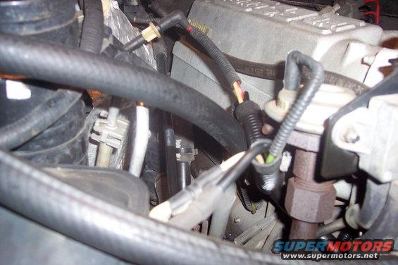 vaclines-(3).jpg