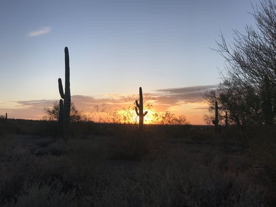 Saguaro cacti silhouetted against a colorful desert sunset sky