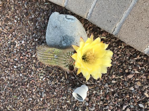 Flowers in Saddlebrooke
