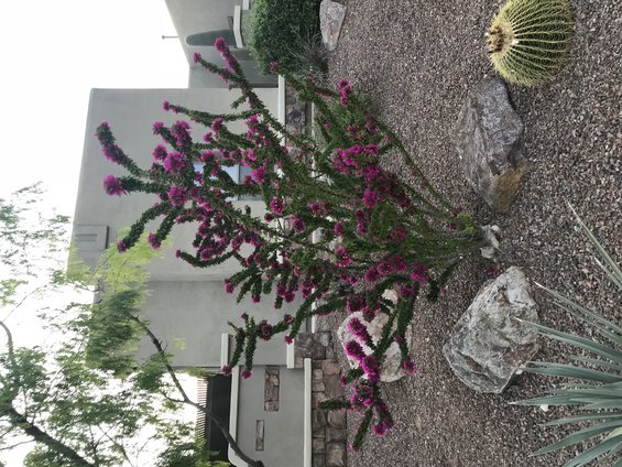 Desert landscaping with blooming ocotillo, barrel cactus, rocks, and gravel in front of a stucco building