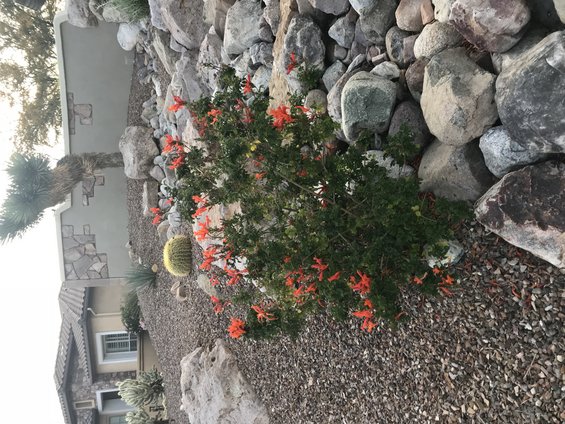 Flowering bush with orange blossoms in desert landscaping