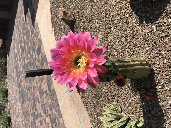 Large pink cactus flower blooming on a prickly stem, surrounded by gravel and pavers