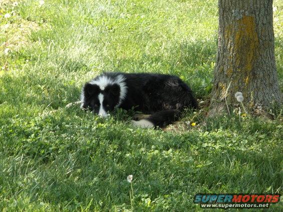 Black and white dog lying in the grass next to a tree trunk