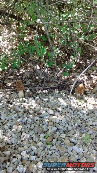 Two morel mushrooms grow among rocks and dry leaves under tree branches
