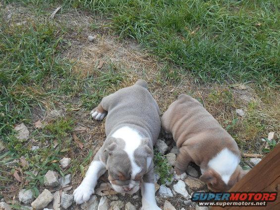 Two bulldog puppies lying on grass and rocks