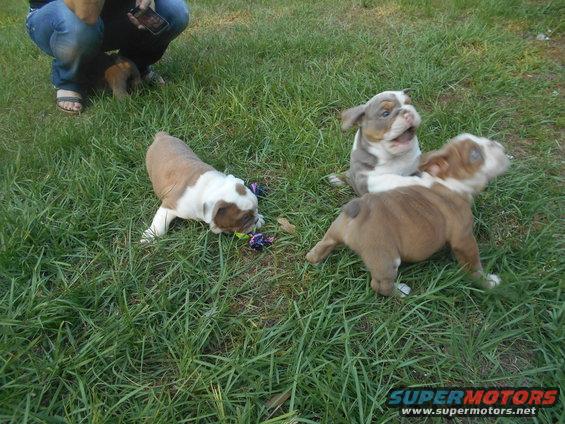 Three bulldog puppies playing with toys in green grass. One puppy is on the left, another in the center, and a third on the right
