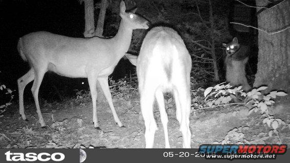 feeder180520b11.jpg The raccoon ain't about sharing, but he's not going to chase 2 deer off.