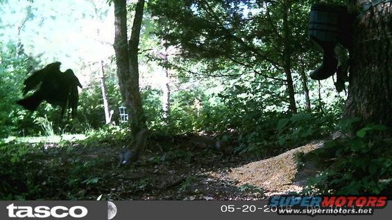 feeder180520g.jpg The other visitors enjoyed the mess the raccoon made the previous night.  I wasn't really happy about it, but I don't want to shoot him (yet).