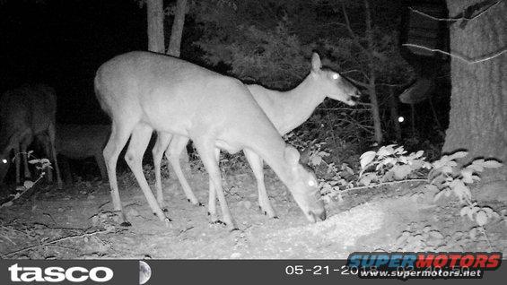 feeder180521a49.jpg Even when the whole herd shows up...