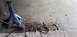 1974 Plymouth Duster - rust from driver side quarter