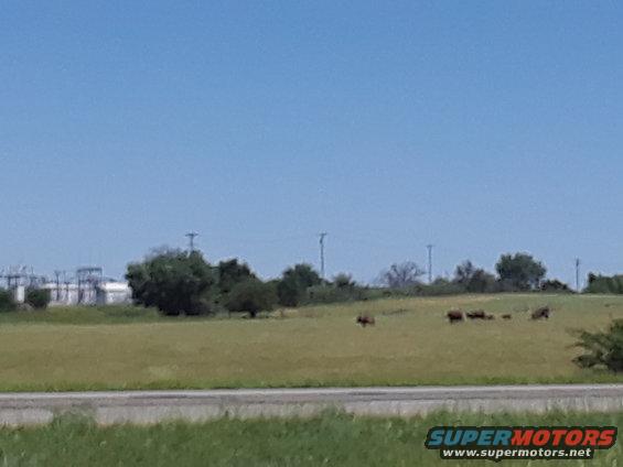 bison grazing in a grassy field with power lines and buildings in the distance