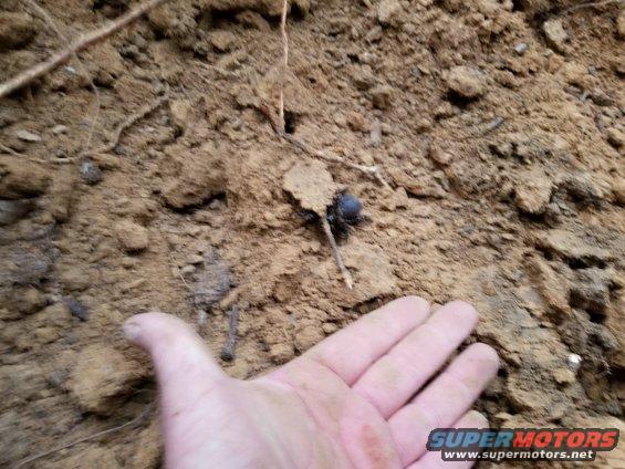 spider_20180604_193038.jpg This guy also appeared in my cable trench.  I assume it's a trap-door spider whose burrow I disturbed.

SEE THE NEXT PIC...