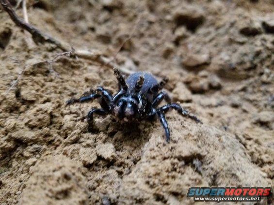 spider_20180604_193104.jpg This guy also appeared in my cable trench.  I assume it's a trap-door spider whose burrow I disturbed.  It's about half the size of the mole (a few pics PREViously).