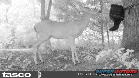 feeder180523o.jpg This yearling must have been one of those I saw in spots last winter.