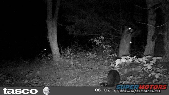 feeder18062e.jpg They dump as much on the ground as they eat.