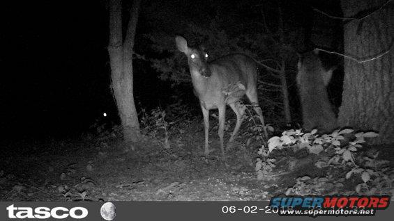 feeder18062g5.jpg I don't think she'll ever get used to the raccoons hogging the corn.