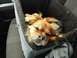 2006 Mitsubishi Evolution - Dog rides in a car seat, looking sleepy.