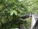 1989 Ford Bronco - An off-road vehicle is maneuvering through a rocky trail surrounded by dense foliage.