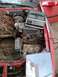 1989 Ford Probe - A red car's engine bay is shown with a battery charger connected, revealing significant rust and disarray.