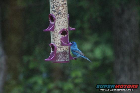 img_0732.jpg The indigo bunting is Lisa's favorite bird.
