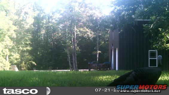 20180721_084812.jpg This is the first turkey I've seen anywhere near the property.  I moved the camera here to try to catch the bobcat, but it hasn't been back for a few weeks.