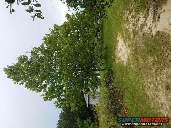 front-yard-before.jpg