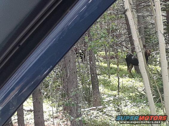 20180724_150339.jpg Cow moose