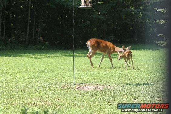 20180728_1055.jpg Every time the doe approached, the fawn would bolt. It spent nearly an hour frolicking in the sun while the doe browsed.