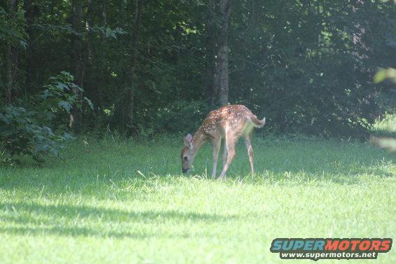 20180728_1056.jpg I think this fawn is just a few weeks old.

[url=https://www.supermotors.net/registry/media/1136996][img]https://www.supermotors.net/getfile/1136996/thumbnail/feeder180612l.jpg[/img][/url]