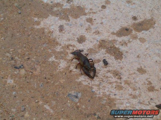 Crawfish on sandy ground with Supermotors logo