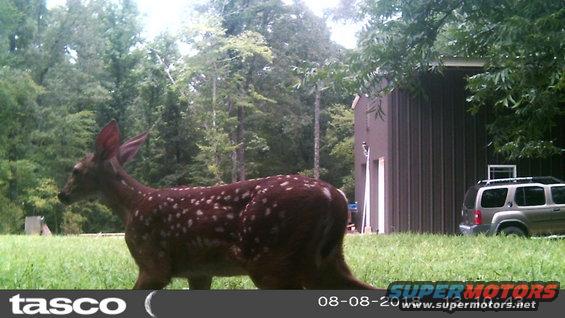 shop201808081310.jpg One of at least 3 spotted fawns we've seen this year.