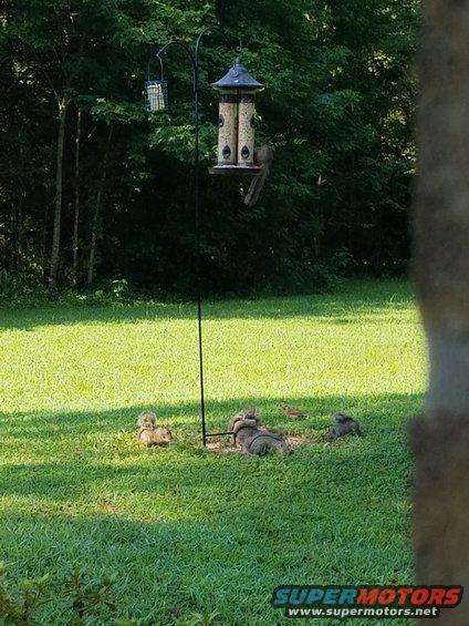 20180803_091048.jpg There was a herd of squirrels under the bird feeder this morning.