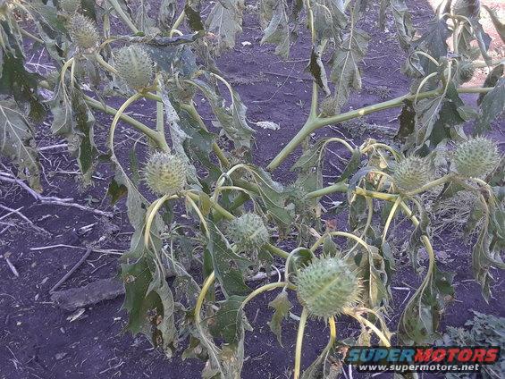 Some sort of Datura plant 