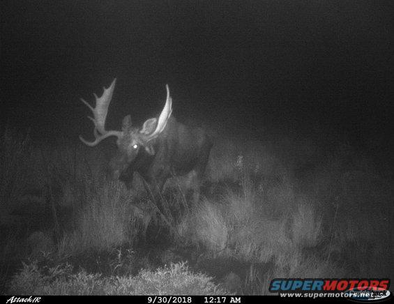 2018moose2.jpg