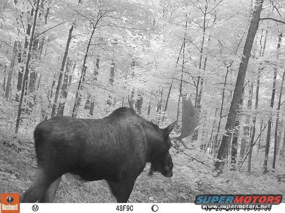 2018moose3.jpg