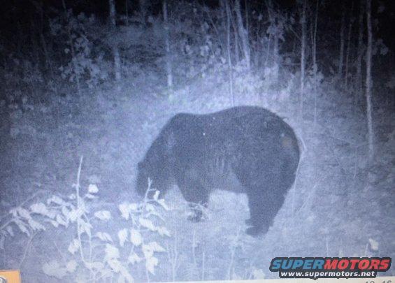 bear.jpg