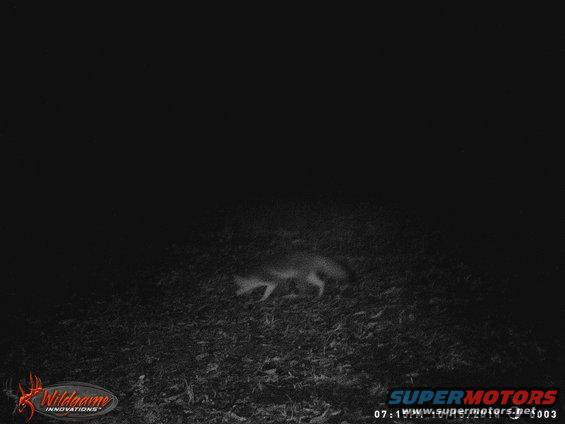 20181015_19155.jpg Our little red fox.