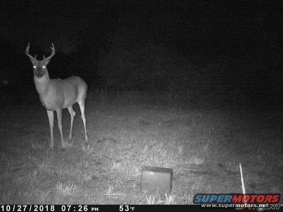 deer with antlers in a field at night, trail cam footage