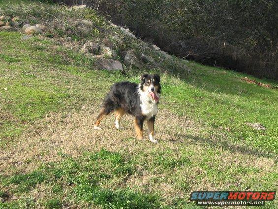 My rescue dog, Aussie named "Tuff"